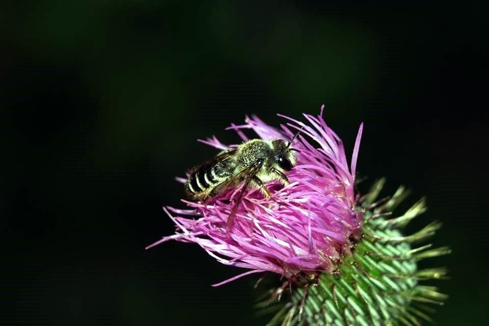 Las abejas, dice la bióloga Liliana Ramírez Freire, cumplen una función vital para el planeta y sus habitantes, pues llevan a cabo la polinización. En la imagen una 'cortadora de hojas' en un Cardo.