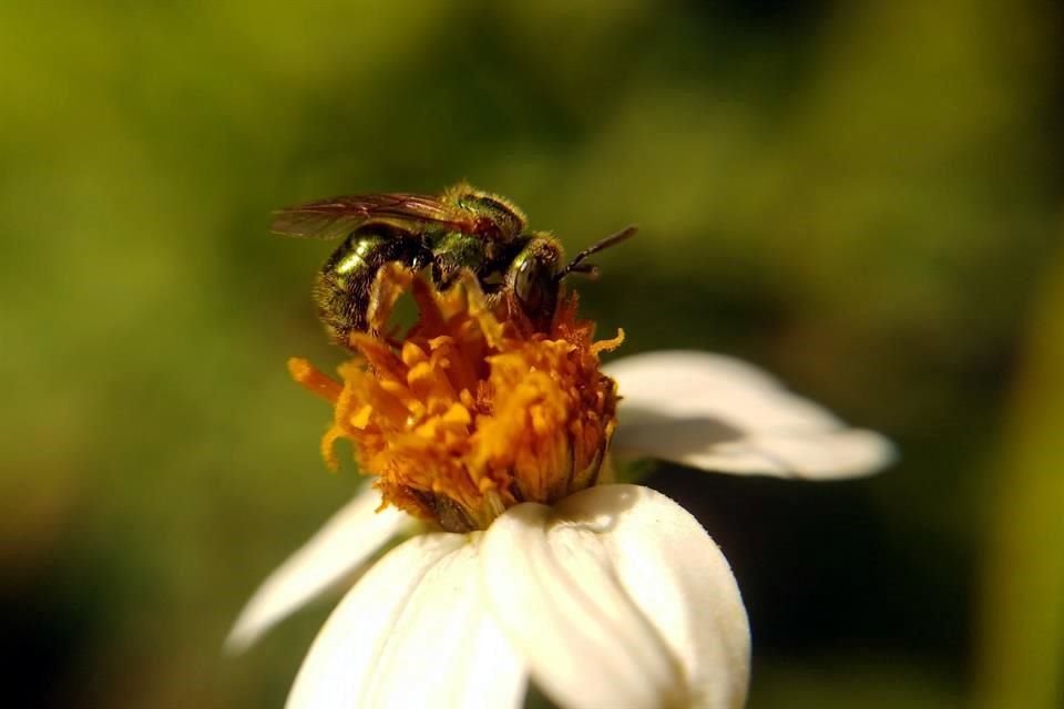 La polinización es un proceso esencial para la reproducción de cultivos y plantas. Sobre estas líneas la 'abeja del sudor (Augochlora aurifera) en una flor de acitilla.