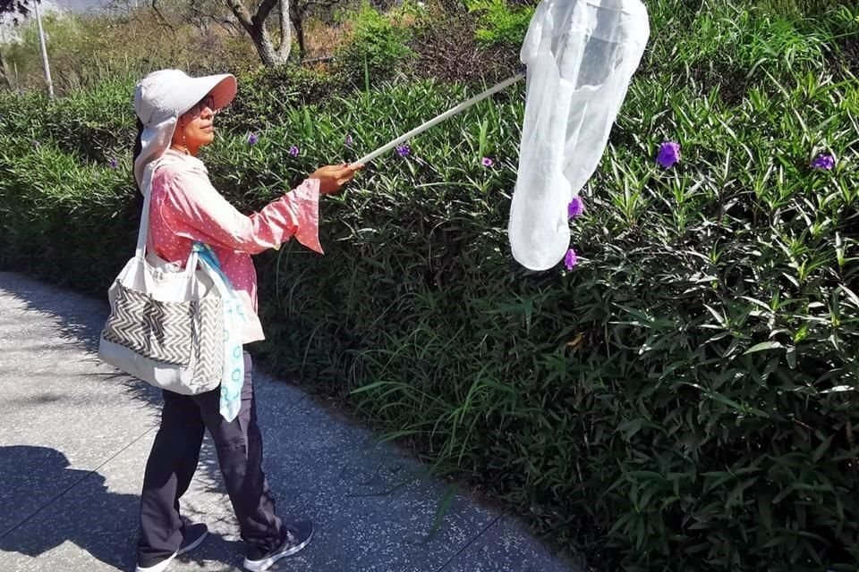 Identificar una abeja no es fácil, dice la bióloga, implica salir a campo, buscarla, colectarla y estudiarla.