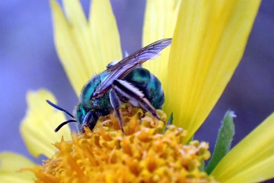 Existen claves de identificación taxonómica y se analizan aspectos como los tamaños y colores de su anatomía. En la imagen la 'abeja del sudor' sobre un girasol.