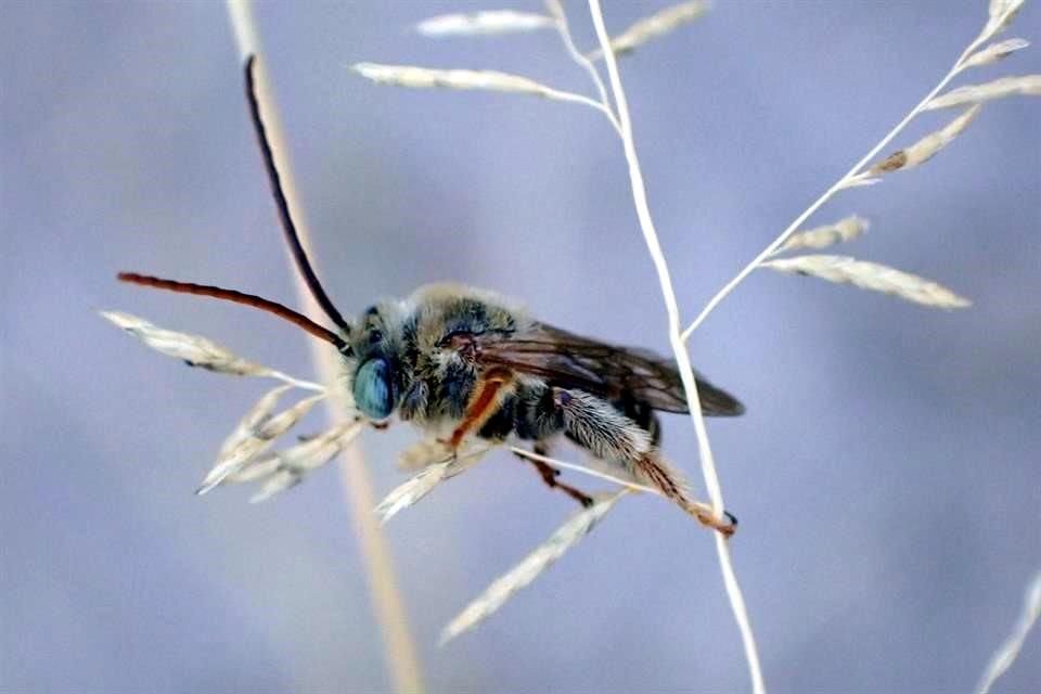 Las especies de abejas están disminuyendo por la destrucción de su hábitat. Aquí, un ejemplar macho de 'abeja Eucerini' durmiendo.