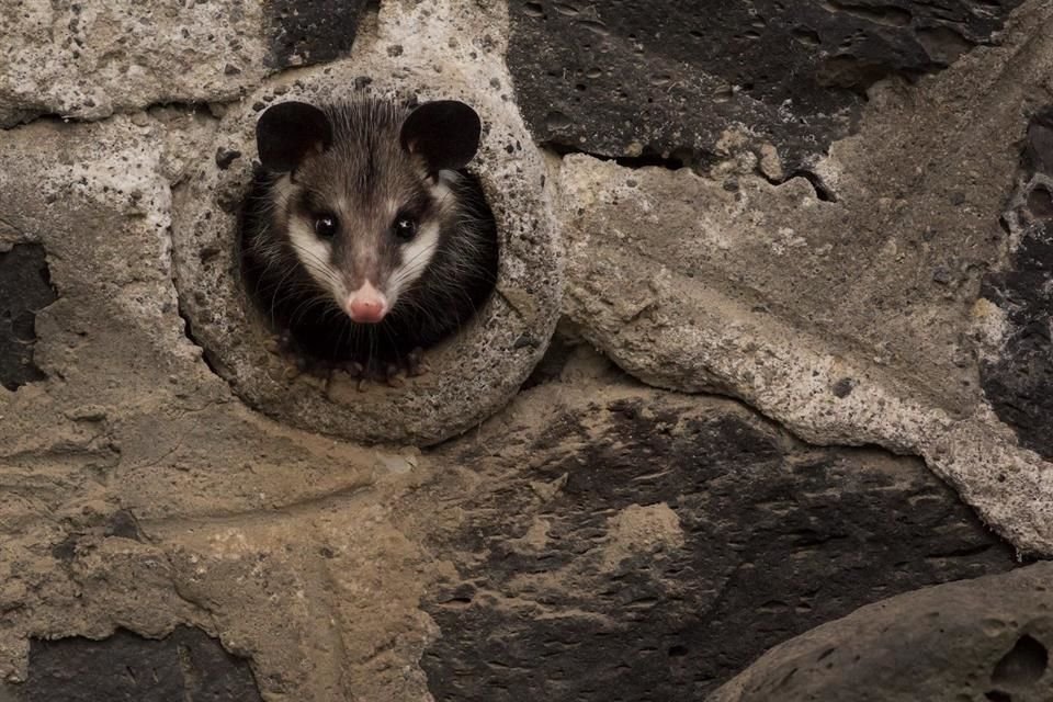 El proyecto de Blazquez comenzó en 2017: desde entonces ha fotografiado tlacuaches y coyotes que habitan en la Capital.