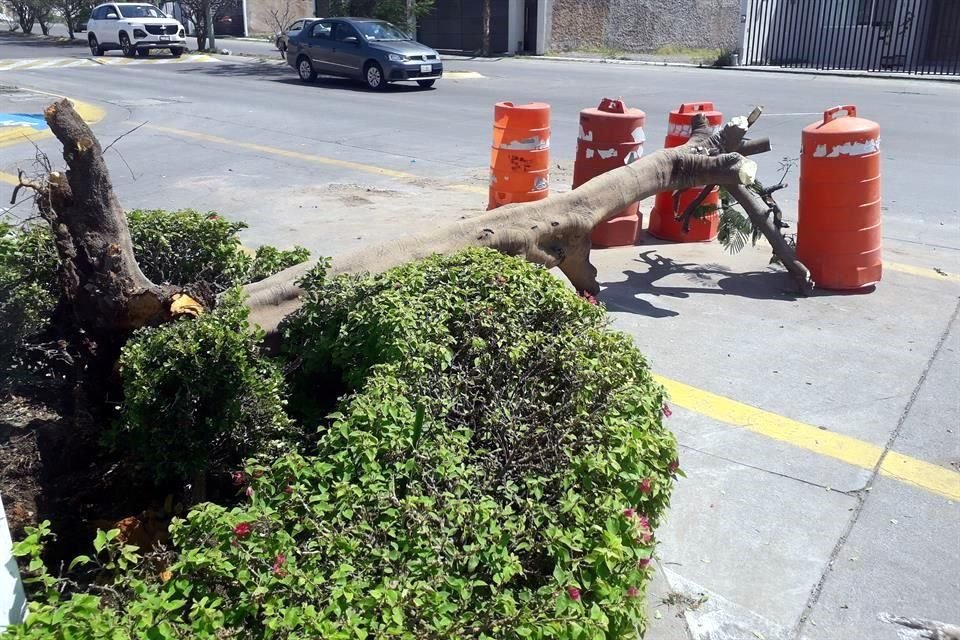 Afuera de los cotos del Fraccionamiento La Cima sólo cayó un árbol y varias ramas tras la tormenta del lunes 6 de junio. Las afectaciones fueron al interior de los cotos.