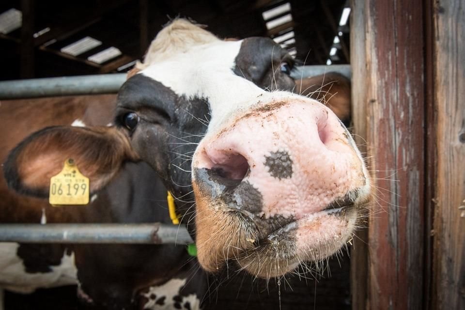 La principal fuente de emisiones de metano (CH4) por actividades humanas es el sector agrícola, que incluye al ganado, según reporte de la ONU.