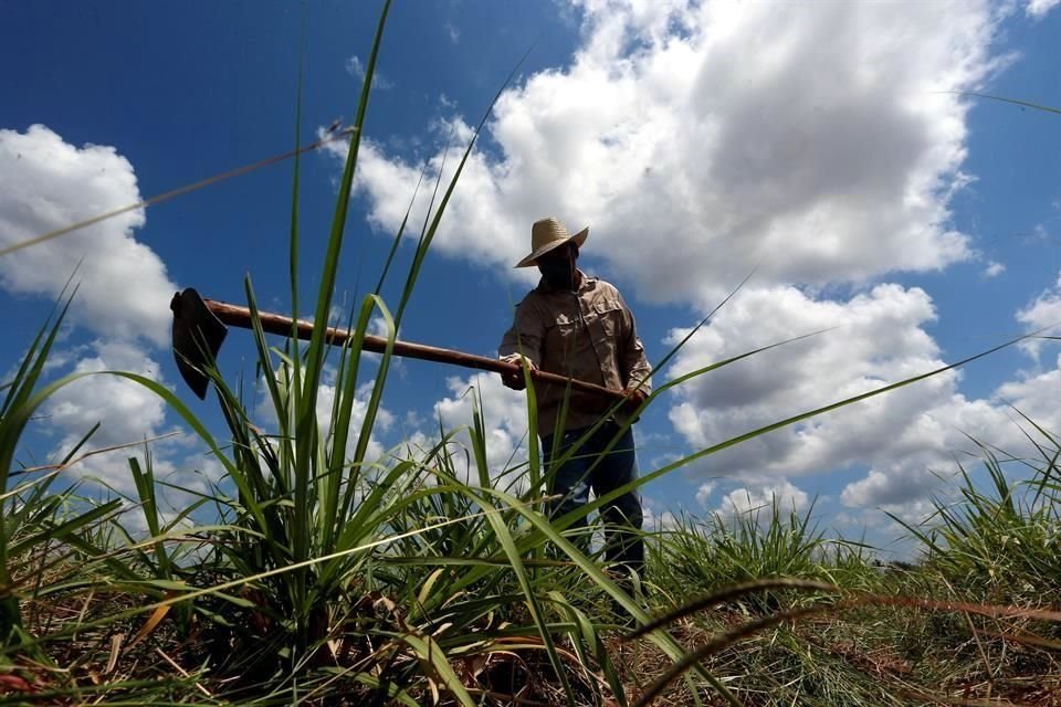 Heriberto Hernández, presidente nacional de Opormex, consideró que la Administración de López Obrador dejó desprotegidos a los productores.