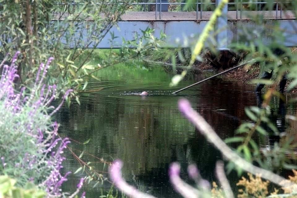 El cuerpo de un hombre muerto de alrededor de 60 años apareció esta mañana dentro de Canal Nacional, en Alcaldía Coyoacán.