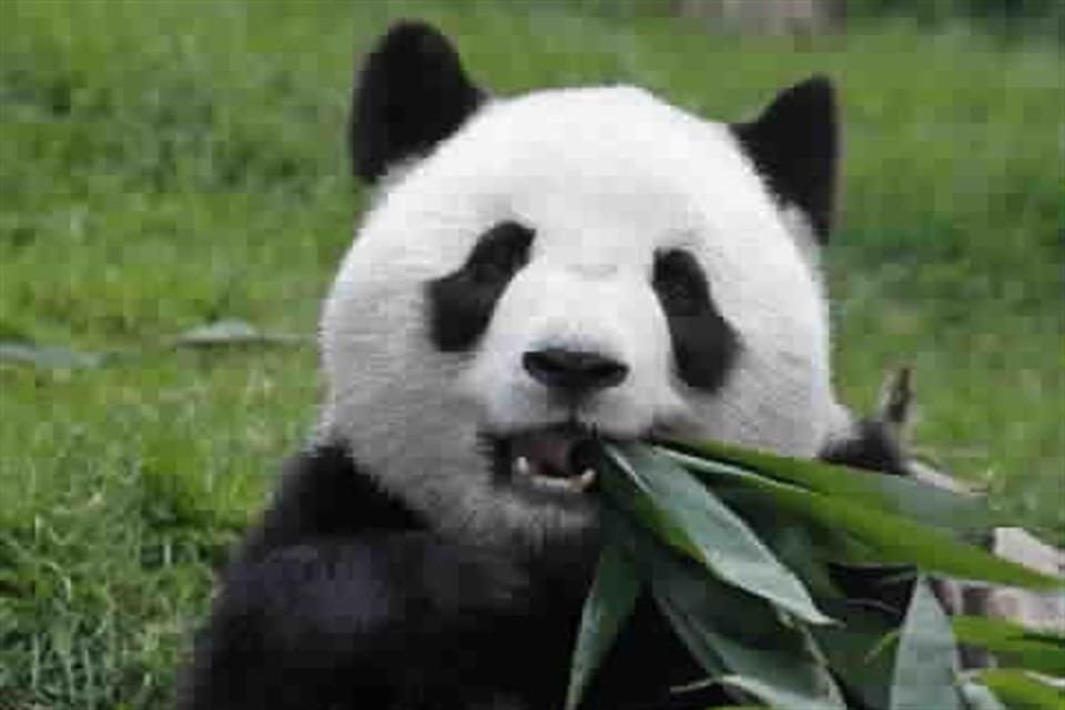 'En vida silvestre, es prácticamente imposible, algunos habrán llegado arriba de 20. Bajo cuidado profesional, 'Xin Xin' es de los muy pocos que ha llegado a más de 30 años', dijo Fernando Guall, director de los zoológicos. 