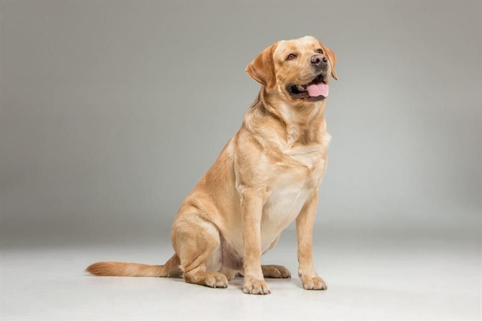 El labrador retriever es una de las razas de perros más conocida gracias a sus ojos expresivos, inteligencia y facilidad de entrenamiento.
