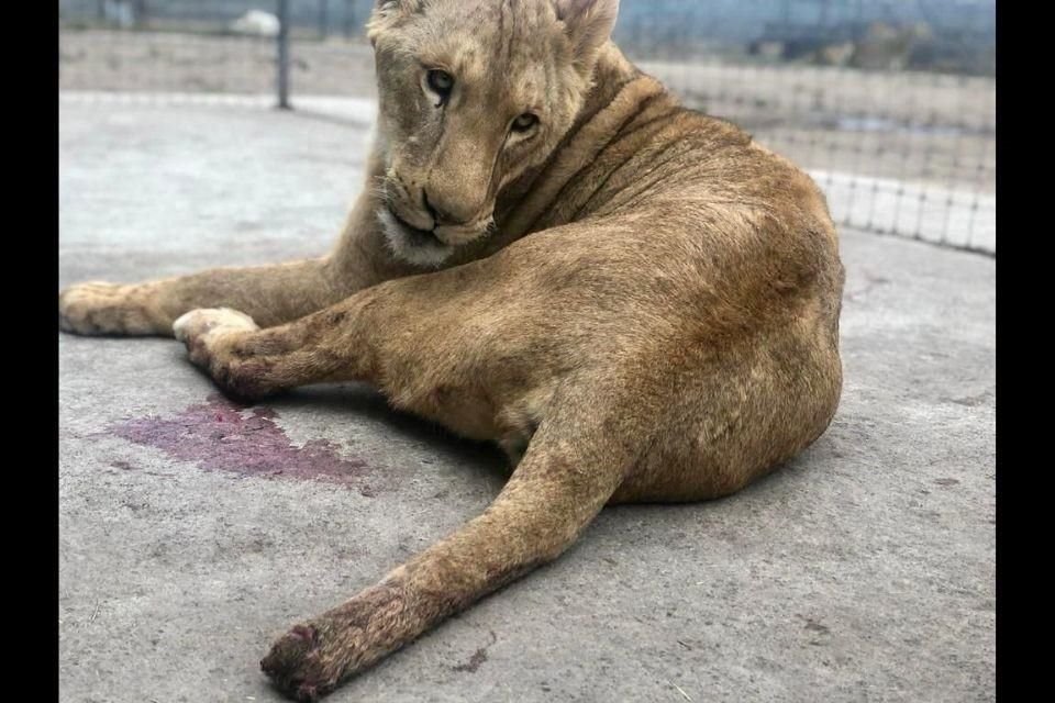 La Azcarm denunció ante la FGR a la organización Black Jaguar-White Tiger por presunto abandono y maltrato de felinos silvestres.