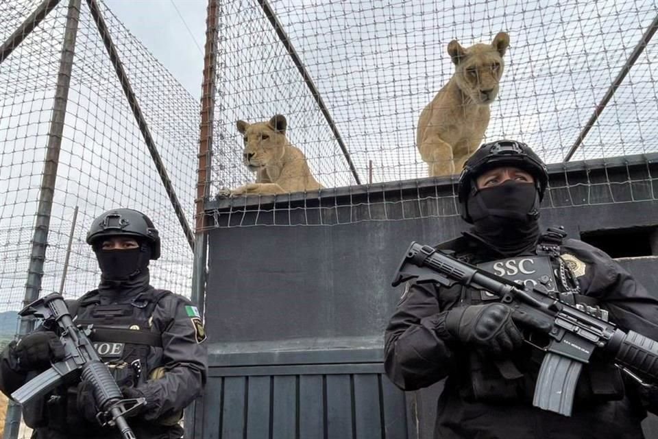 Autoridades federales y locales aseguraron el refugio de animales silvestres maltratados que se ubicaba en el Ajusco; rescatan 190 felinos.