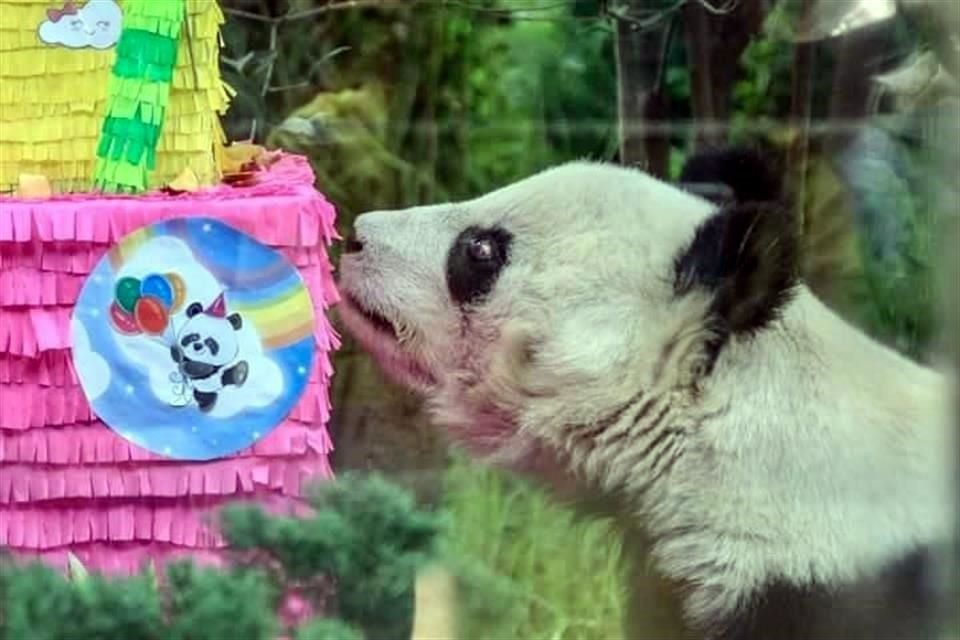 Shuan Shuan, panda de Chapultepec, falleció este miércoles tras celebración de su cumpleaños 35, en zoológico, informó el Gobierno de CDMX.