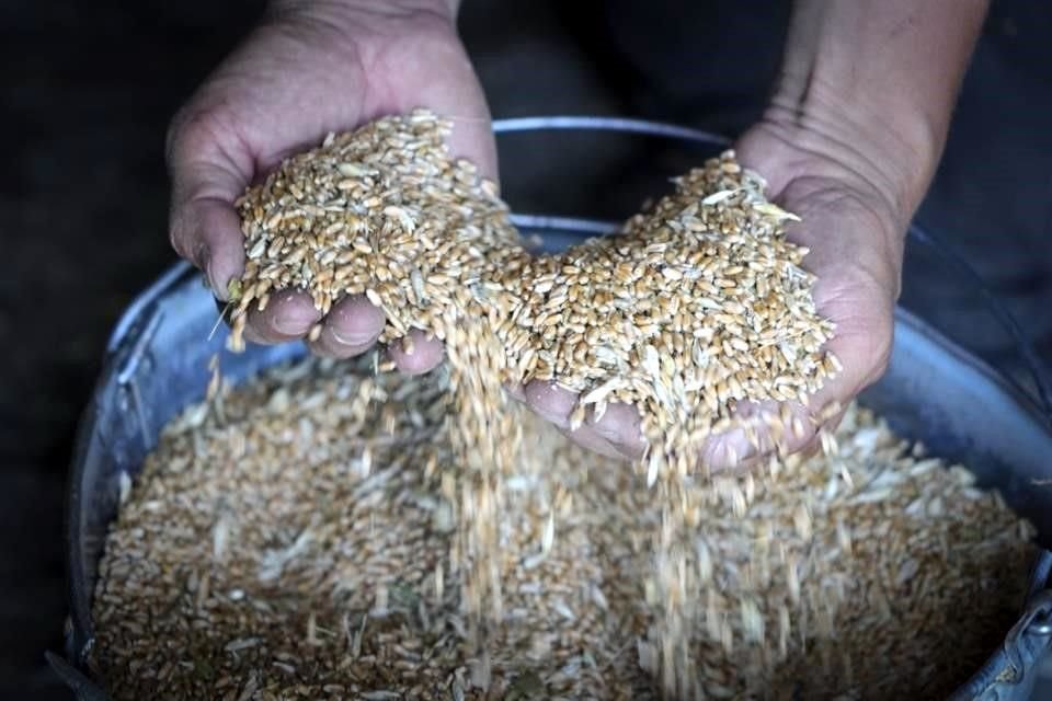 Un granjero ucraniano muestra el cereal que tiene en su granero en el pueblo de Ptyche.