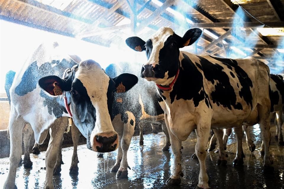 Unas 180 mil vacas lecheras han tenido que ser sacrificadas en el País ante malas políticas de apoyo a productores.