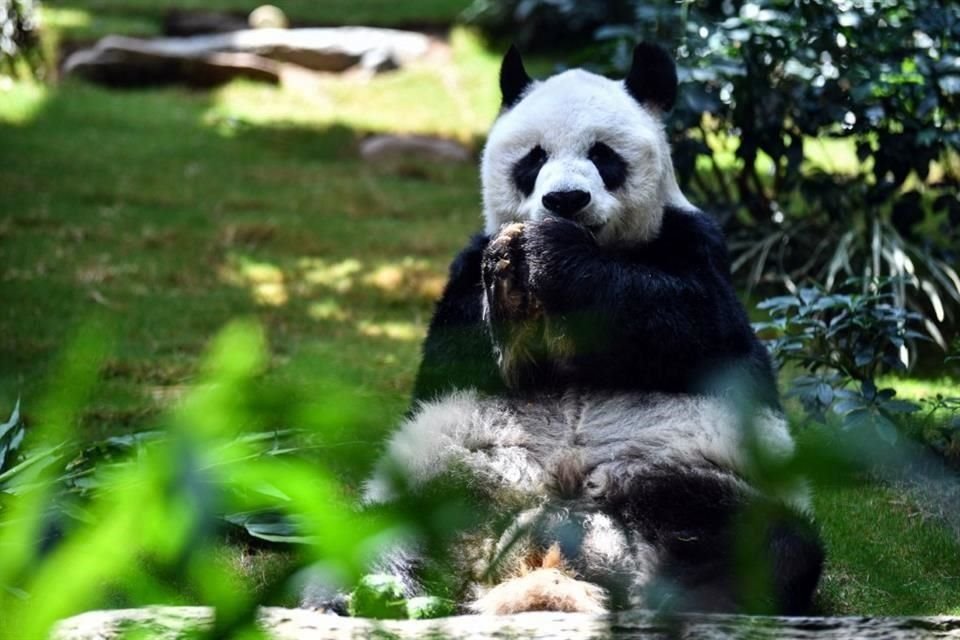 An An come un refrigerio en Ocean Park, en Hong Kong. El panda gigante murió a los 35 años.