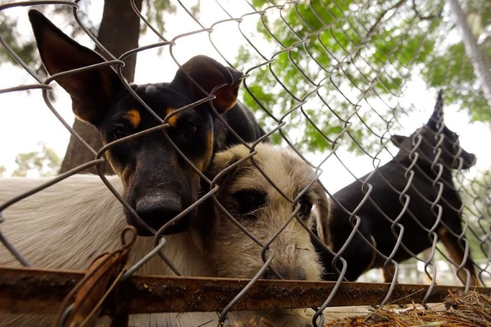 Hasta ahora, tienen bajo resguardo 76 perros y 42 gatos, además de patos.