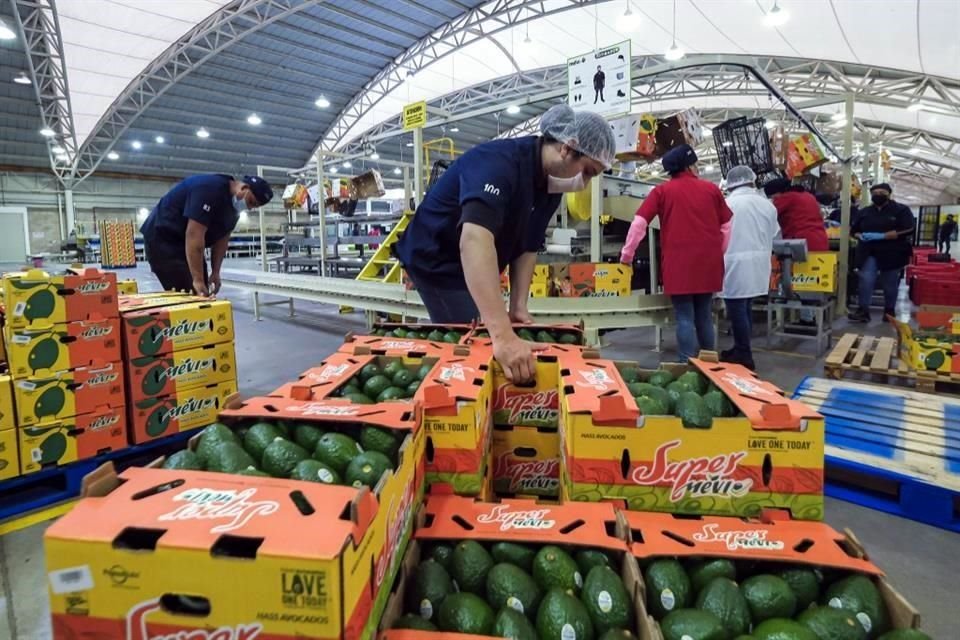 La primera exportación de aguacate jalisciense a EU salió del Municipio de Zapotiltic.