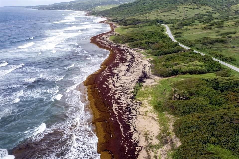 El sargazo se acumula en las playas de Barbados.
