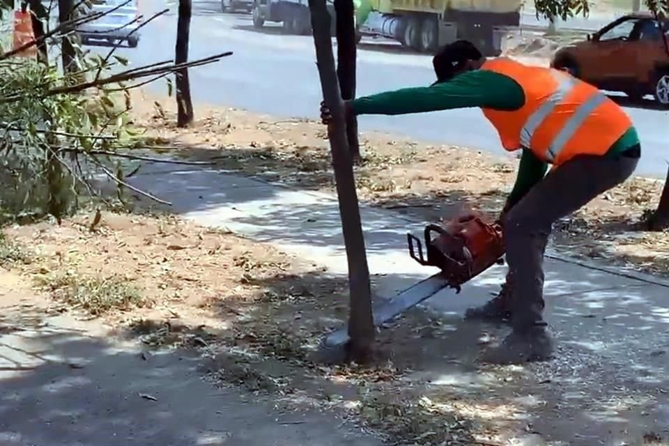 La tala de árboles comenzó, sin avisar, al día siguiente de colocar la primera piedra de la L4.