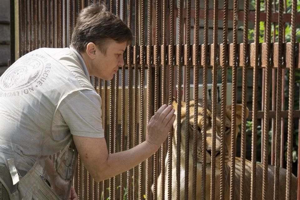 Natalia Popova ha rescatado más de 300 animales del conflicto en Ucrania para evacuarlos a sitios seguros.