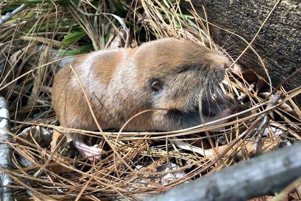 La tuza es otro mamífero que podría encontrarse en la zona de obras, según el estudio ambiental.