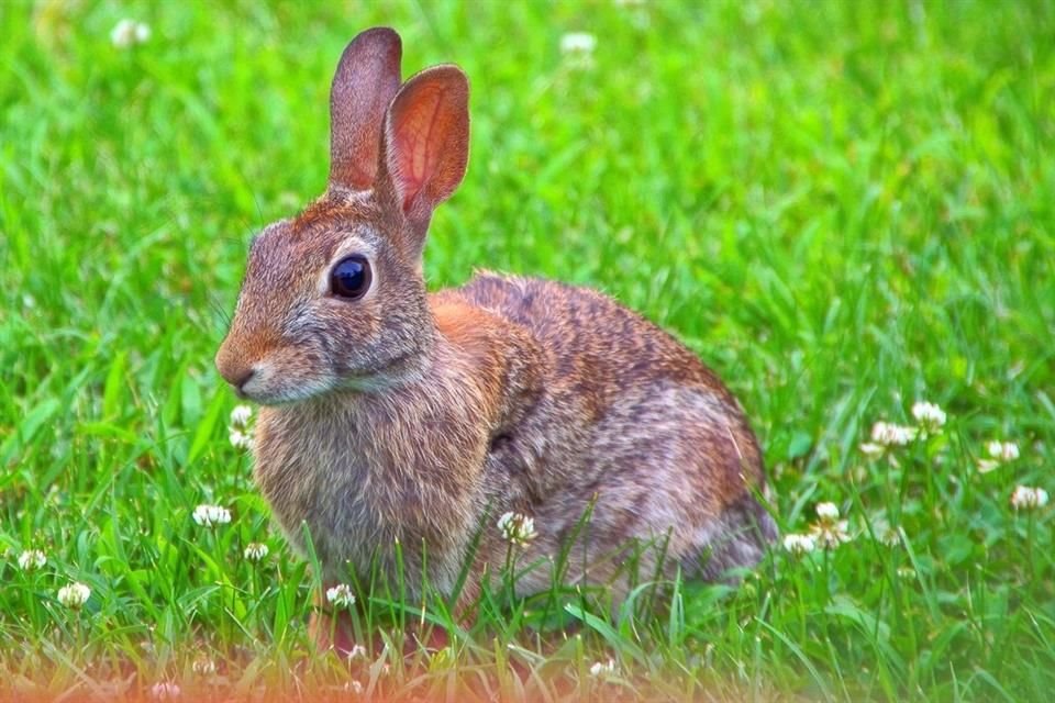 El conejo castellano es una de las especies que se encontró en la zona de obras, sobre todo la más cercana al sur de la Línea 4.