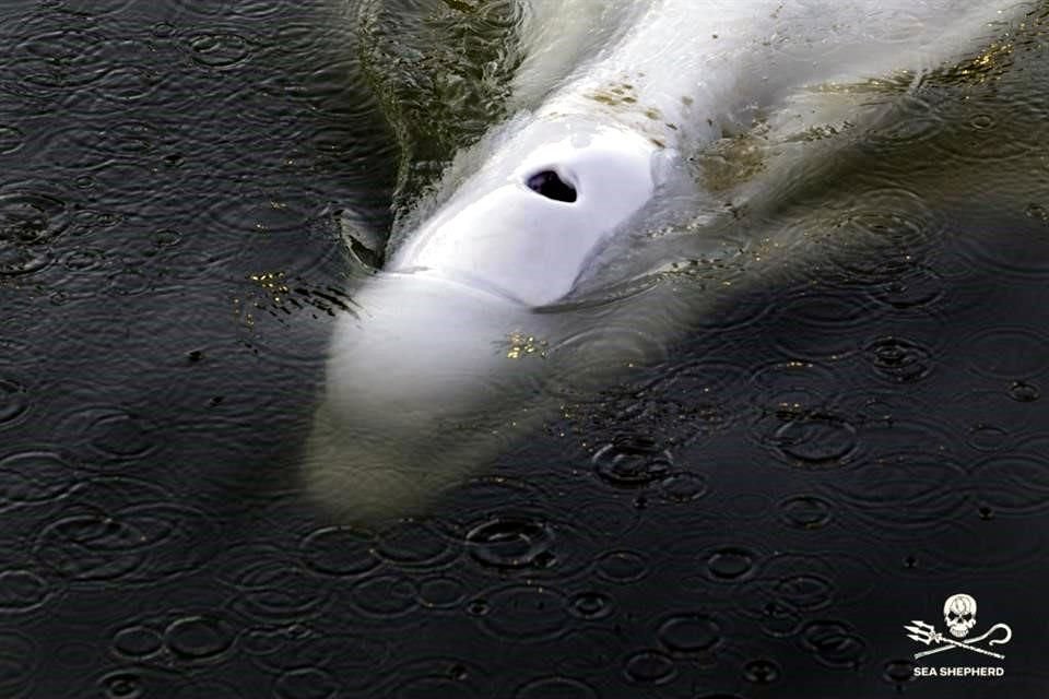 La beluga, de unos 800 kilos, es vista en el río Sena al oeste de París.