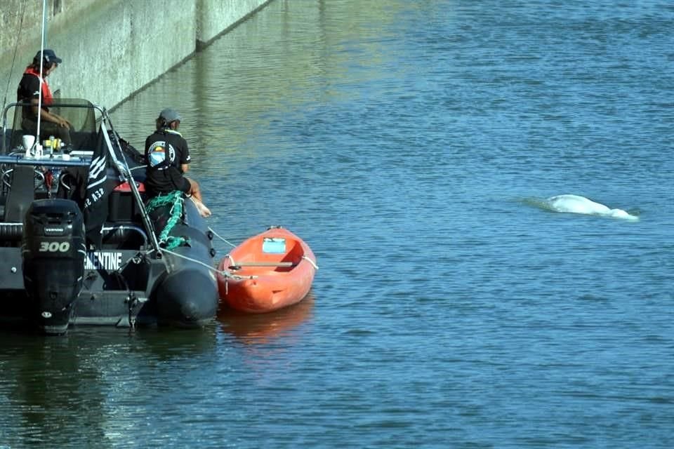 Ambientalistas miran a la beluga nadando en el río Sena en el oeste de París.