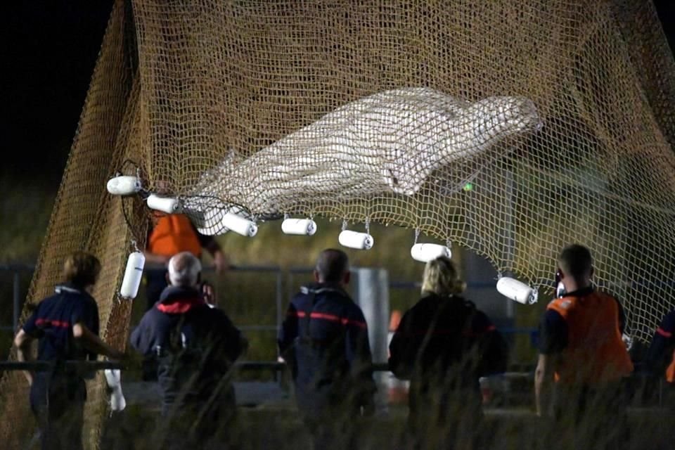 La beluga había sido rescatada del río Sena luego de varios días que pasó perdida ahí.