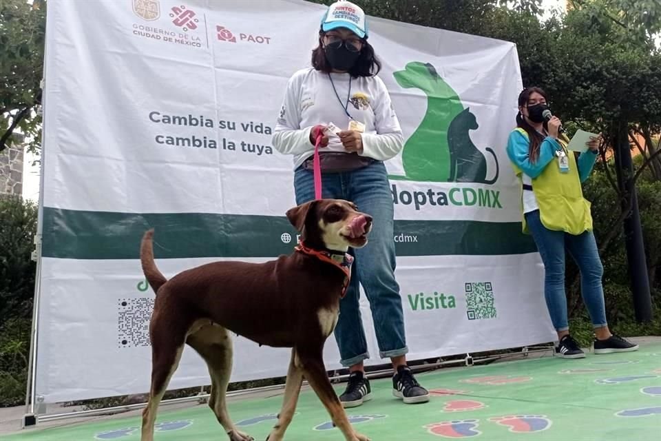 La Procuraduría Ambiental y del Ordenamiento Territorial organiza el evento Perrito busca amor con el fin de buscar hogar a canes.