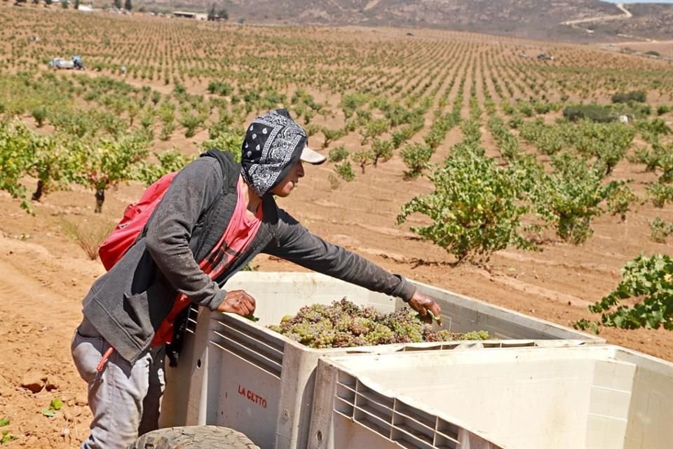 Se festejó la vendimia en Valle de Guadalupe entre homenajes a Don Luis Agustín Cetto, vinos de todos los estilos y un concierto de Kalimba.