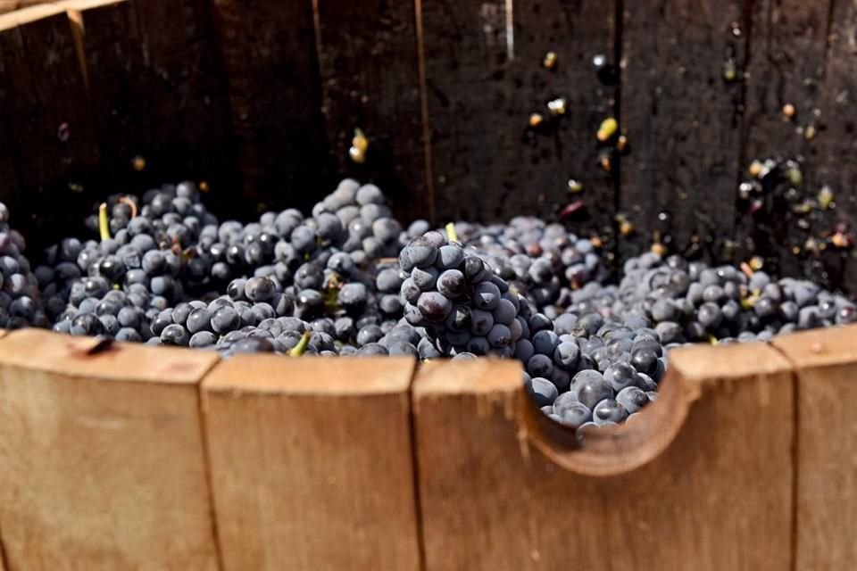 Se festejó la vendimia en Valle de Guadalupe entre homenajes a Don Luis Agustín Cetto, vinos de todos los estilos y un concierto de Kalimba.