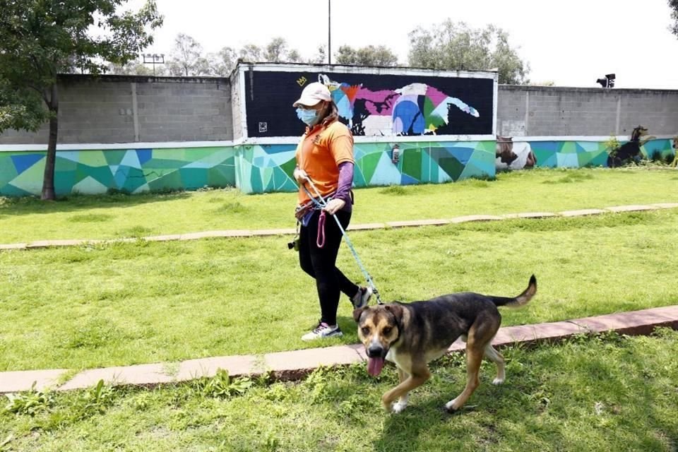 En los cinco años de operación del Centro de Transferencia Canina (CTC) del Metro, 432 fueron rescatados, algunos con lesiones muy severas.