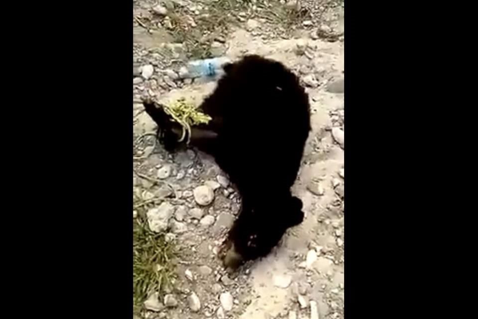 La Profepa presentará una denuncia penal contra quien resulte responsable de atar a un oso negro de su cuello y extremidades.