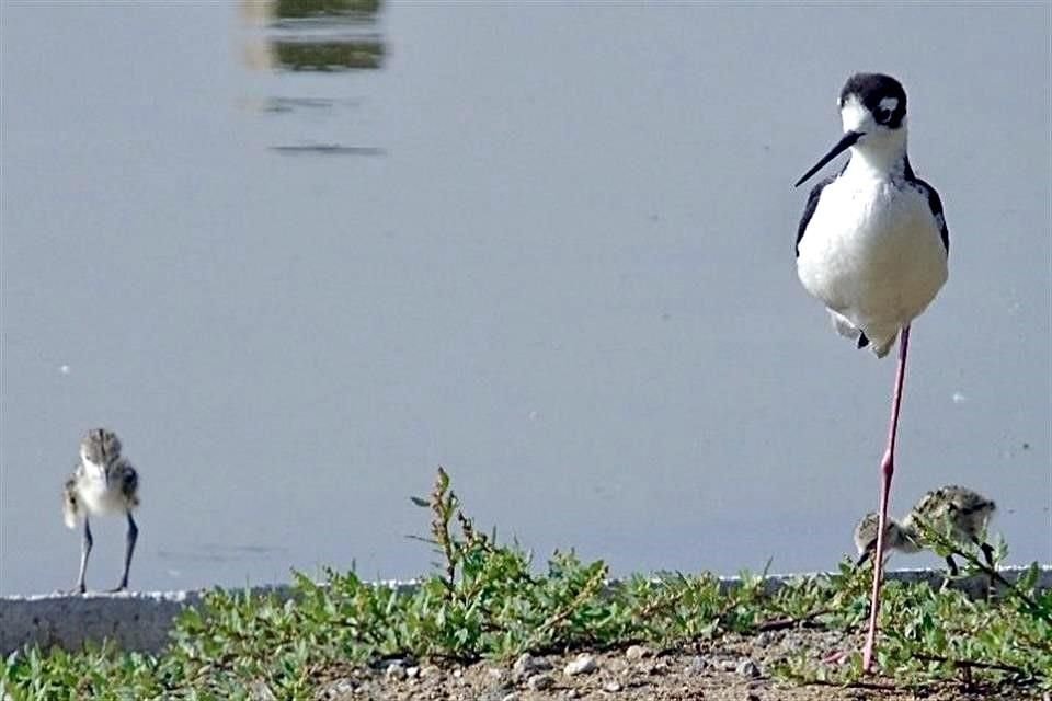 Las nuevas áreas verdes en la ciudad trajeron más especies de aves en vuelo, aseguró la titular de la Secretaría de Medio Ambiente (Sedema).