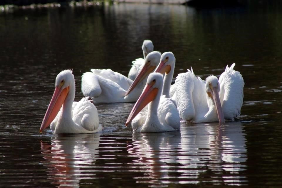 Las nuevas áreas verdes en la ciudad trajeron más especies de aves en vuelo, aseguró la titular de la Secretaría de Medio Ambiente (Sedema).