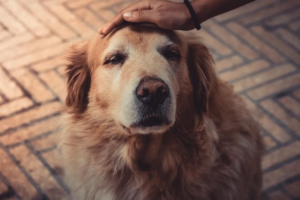 Cuando las mascotas envejecen, expertos recomiendan visitar al veterinario para diseñar un programa integral de salud preventiva.