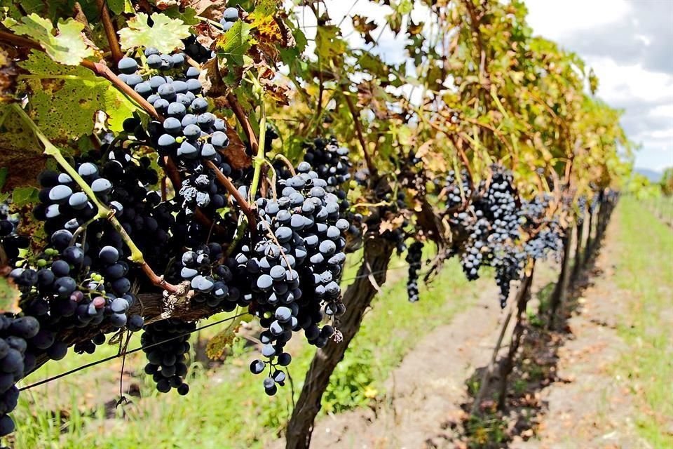 Ensenada recibirá la edición 43 del Congreso Mundial de la Viña y el Vino del 30 de octubre al 4 de noviembre.