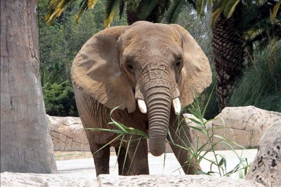 'Ely' es la única elefanta del Zoológico de Aragón desde 2016, cuando murió su compañera, 'Maggy'.