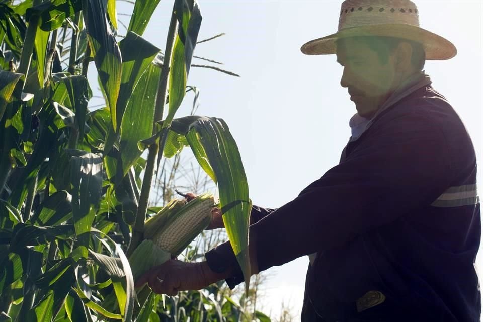 Se necesita que las políticas públicas, empresarios y todos los integrantes de la cadena de valor acerquen a los agricultores tecnologías.