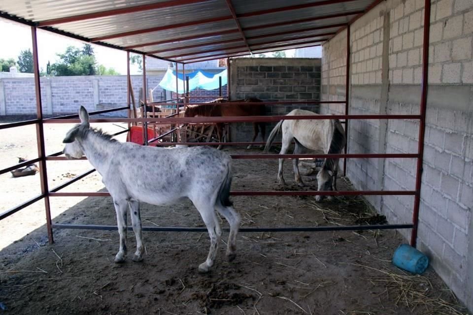 Un santuario en el Municipio de Chiautla reúne a burros, yeguas y caballos que fueron rescatados.