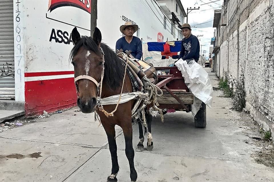 Dos municipios metropolitanos del Estado de México decidieron prohibir el uso de animales en la recolección de basura.