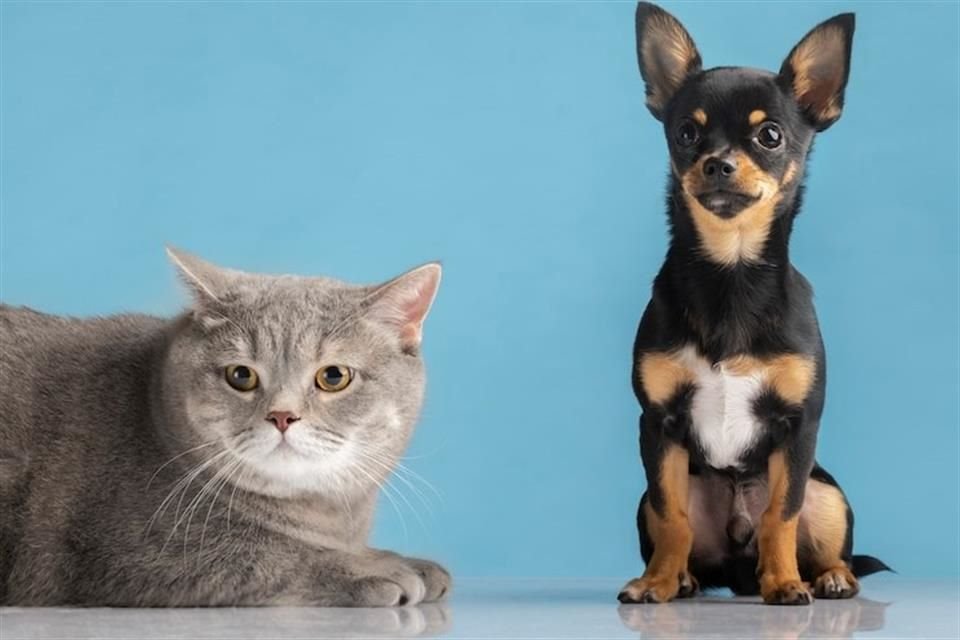 La ansiedad por separación puede prevenirse y tratarse tanto en gatos como en perros, de acuerdo con especialistas.