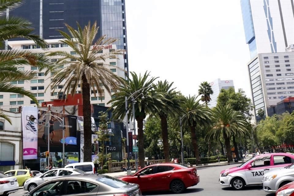 Otra palmera, cerca a la Glorieta del Ahuehuete, en Reforma, muestra  estar afectada por el virus que se extendió en otros ejemplares.