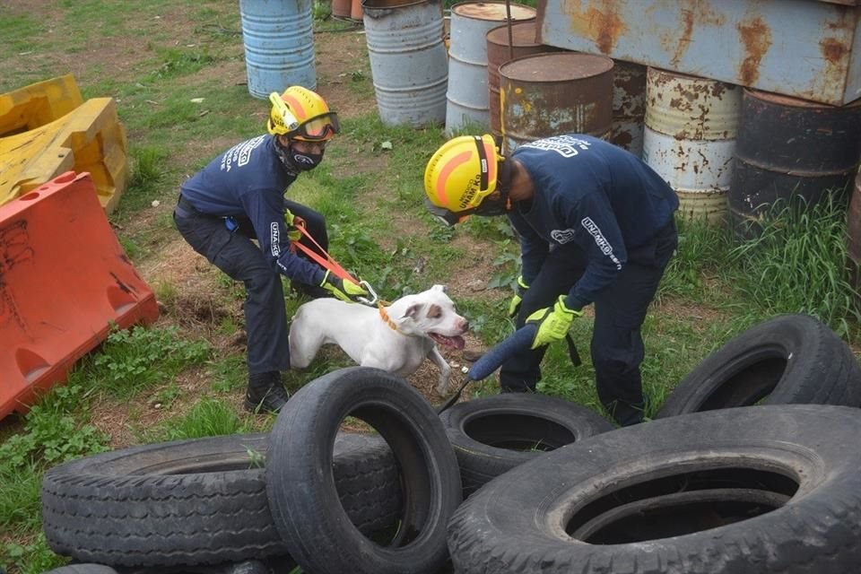 En 1987, integrantes de la Facultad de Medicina Veterinaria y Zootecnia de la UNAM formaron el primer grupo canino de búsqueda en México.