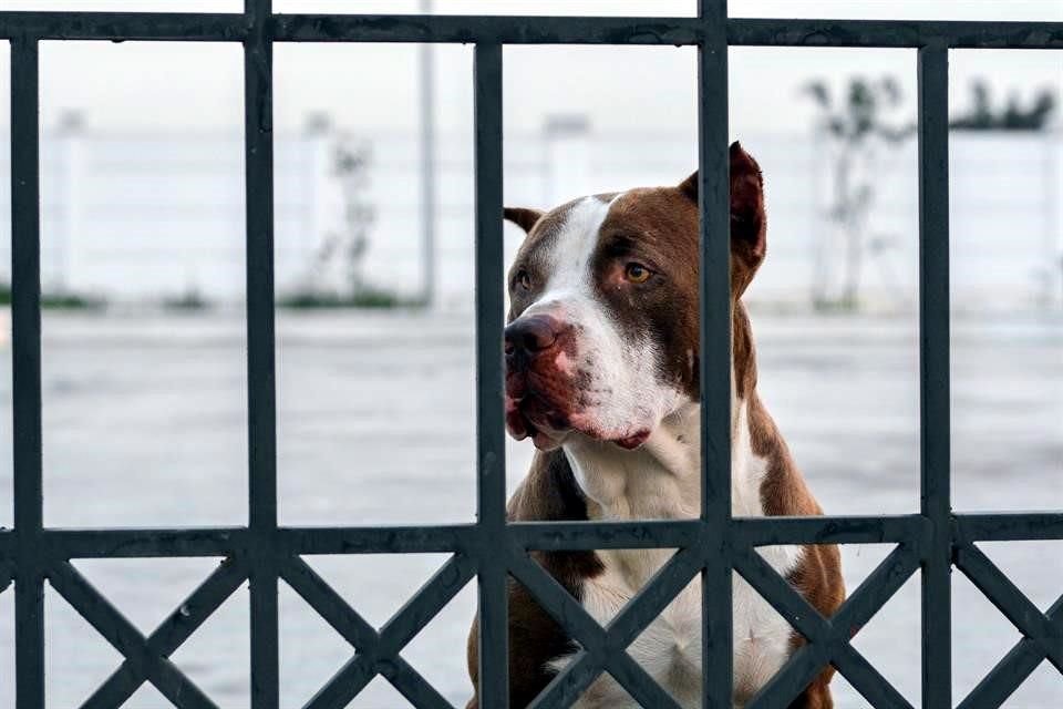 Especialistas de la Secretaría del Medio Ambiente detallaron que animales domésticos reaccionaron desorientados ante el sismo y la alerta.