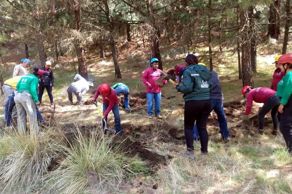 La Alcaldía Tlalpan realiza trabajos de saneamiento forestal en zonas boscosas para controlar una plaga de escarabajos en árboles.