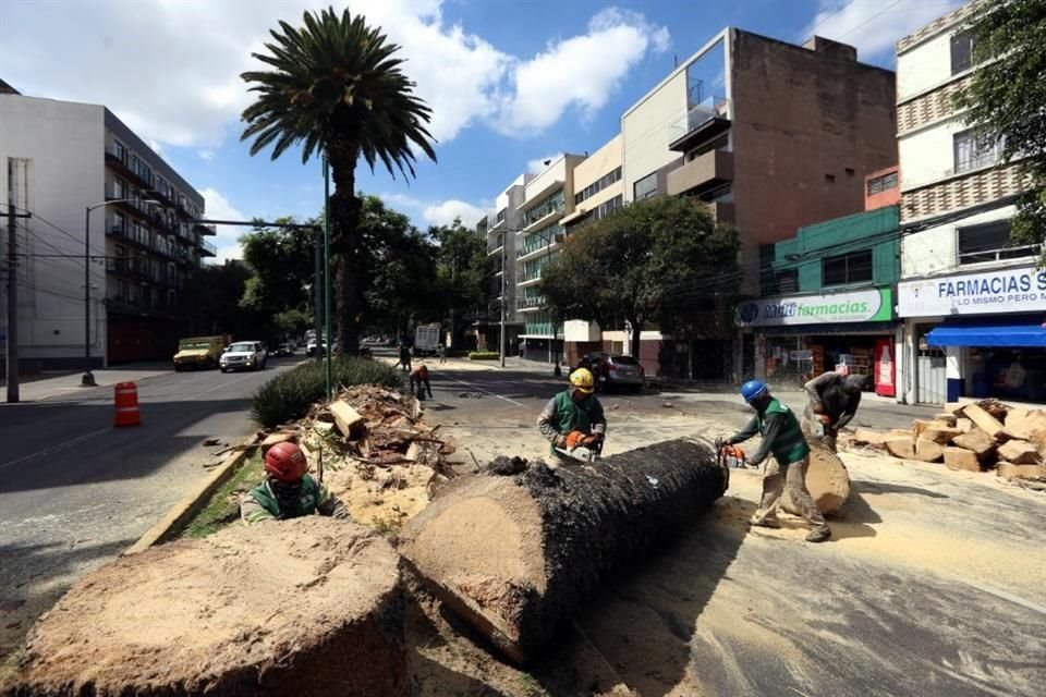 Una cuadrilla de veinte trabajadores de SEDEMA talaron palmeras afectadas por hongo, en Avenida Doctor Vertiz esquina Ángel Urraza.