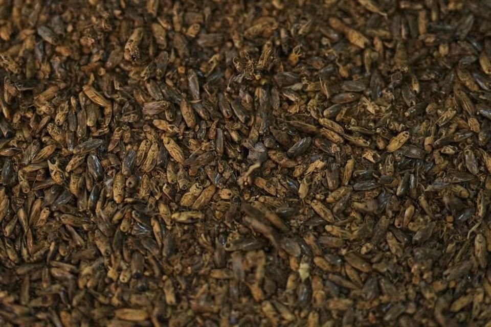 La chinche acuática conocida como axayacatl se exhibe seca en un restaurante en Iztapalapa.