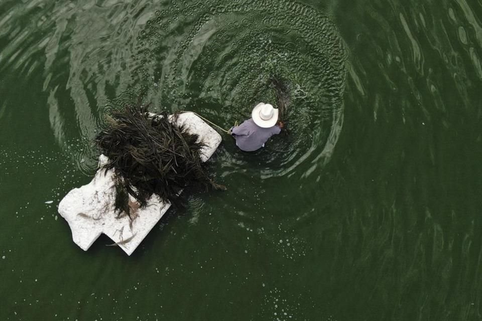 Juan Hernández recolecta el ahuautle en el Lago Nabor Carrillo.