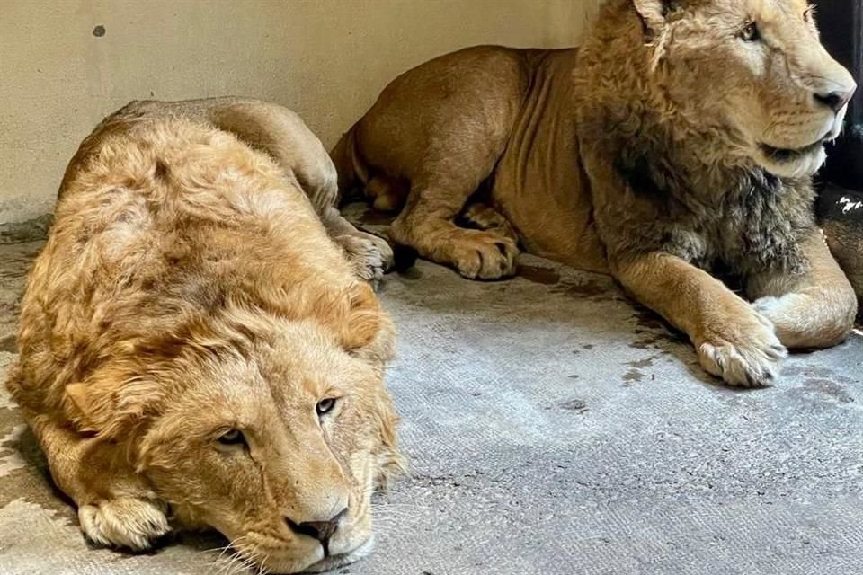 'Recibió a cuatro leones africanos en el Zoológico de San Juan de Aragón para brindarles atención y cuidados', indicó la Sedema.